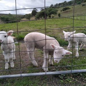 get flocked blister wool